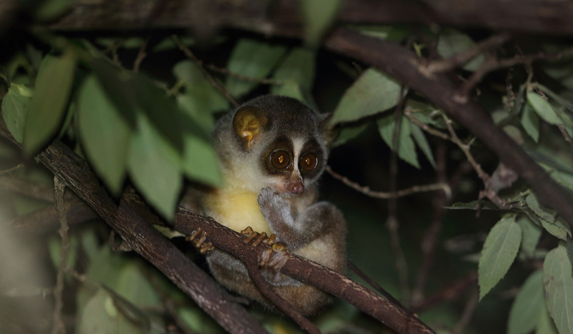 Sri Lankan Grey Slender Loris, Grey Slender Loris, The Grey Slender Loris of Sri Lanka, The Grey Slender Loris of Sri Lanka, slender loris sri lanka