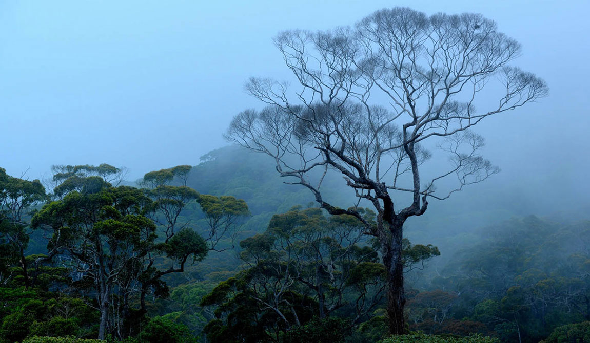 Trek in Sinharaja - Rain Forest Tours in Sri Lanka - Rain Forest Trekking Tours - Forest Reserve in Sri Lanka - Rain forest exploration tours in Sri Lanka - Rain Forest Trekking - Rain Forest Reserve