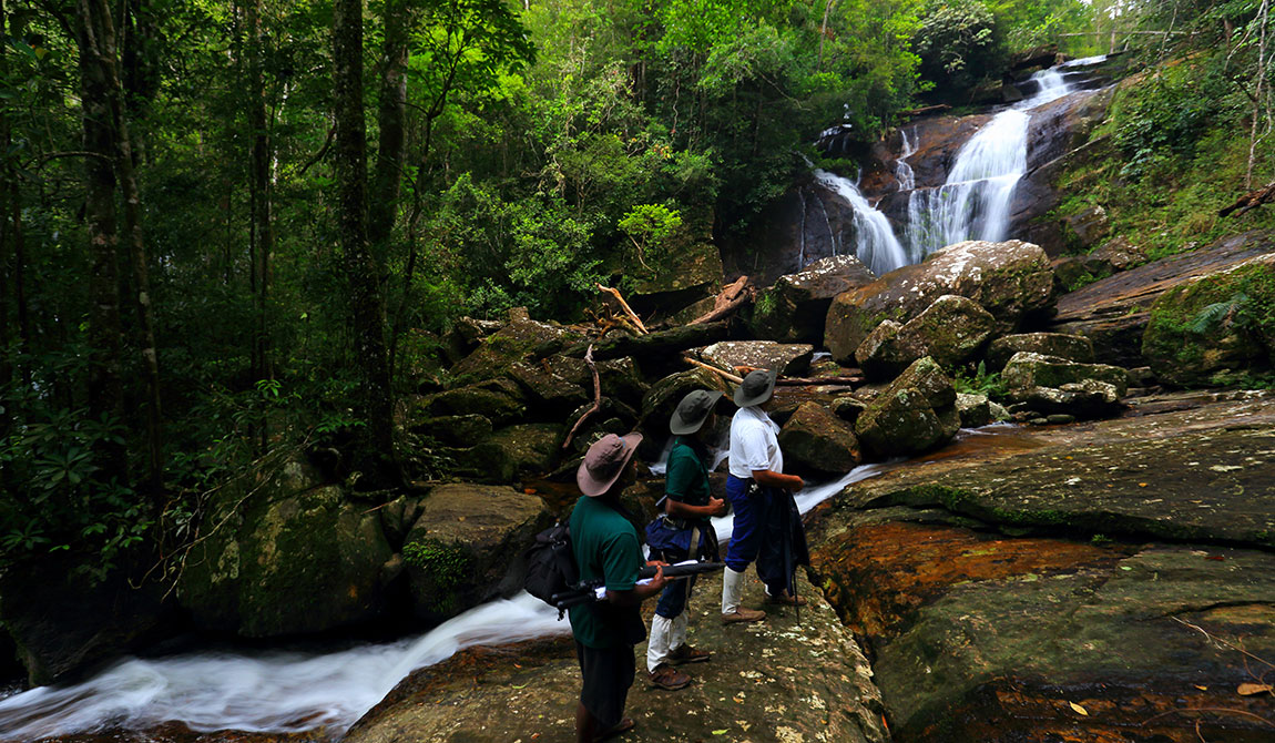 Sinharaja Rain Forest trips - Sinharaja Rain Forest trekking tours - Sinharaja Rain Forest Exploration Tours and trips - Sinharaja Rain Forest exploration tours - Sinharaja Rain Forest - Trekking in sinharaja - Rain forest in Sri Lanka