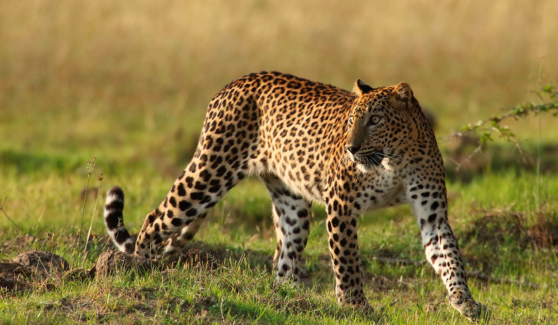 Tour Opeators in Sri Lanka - Travel Agents in Sri Lanka - Best Tour Operators in Sri Lanka