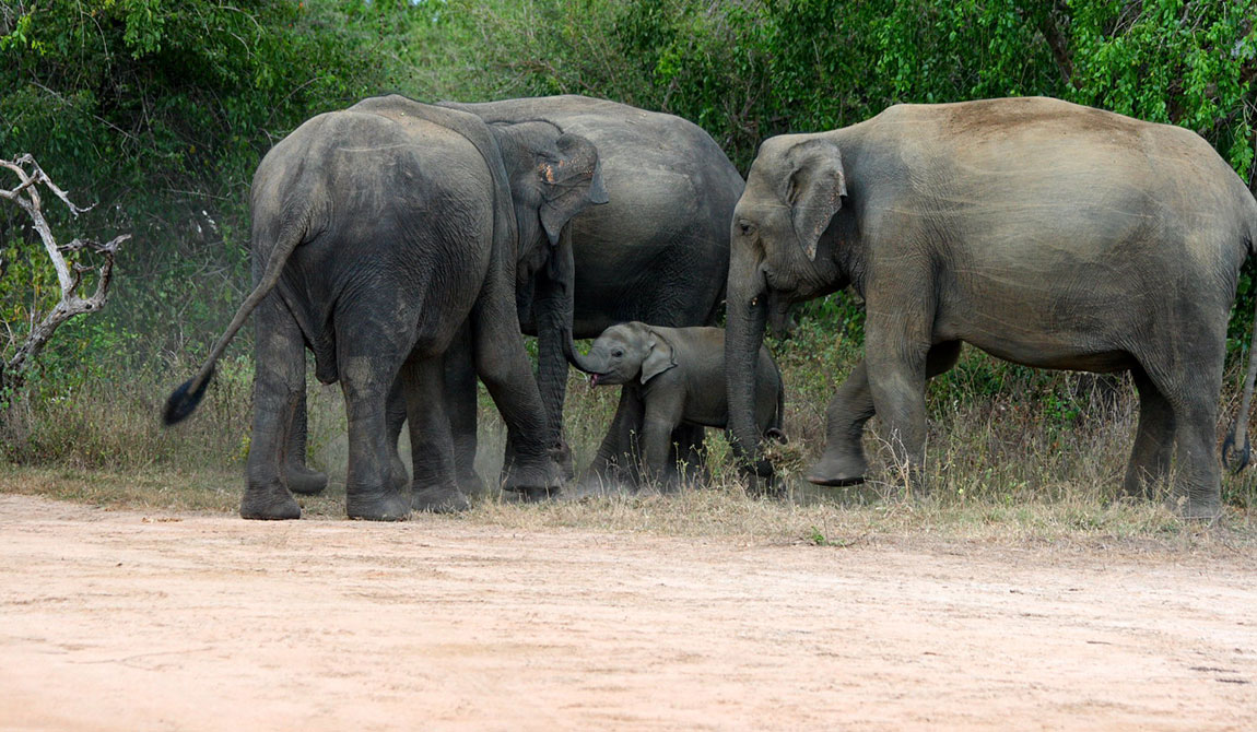 Tour Opeators in Sri Lanka - Travel Agents in Sri Lanka - Best Tour Operators in Sri Lanka