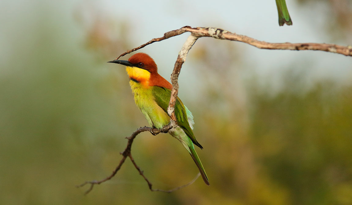 Safari Tours Sri Lanka, Wildlife Tours in Sri Lanka, Sri Lanka Safari Tours, Safari Tour packages in Sri Lanka, Safari Holidays in Sri Lanka, Sri Lanka Wildlife Holidays, Wildlife Holidays Sri Lanka, Sri Lanka safari and wildlife Tours and Holidays in Sri Lanka
