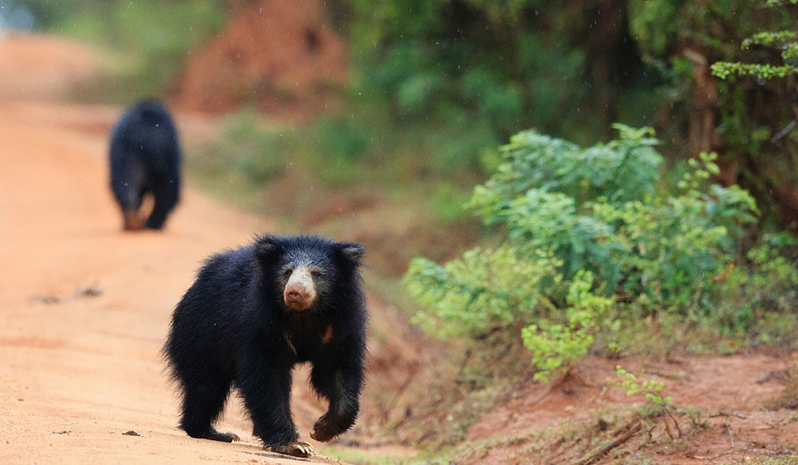 Safari Tours Sri Lanka, Wildlife Tours in Sri Lanka, Sri Lanka Safari Tours, Safari Tour packages in Sri Lanka, Safari Holidays in Sri Lanka, Sri Lanka Wildlife Holidays, Wildlife Holidays Sri Lanka, Sri Lanka safari and wildlife Tours and Holidays in Sri Lanka