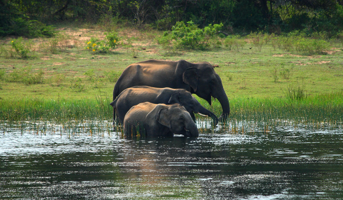 Elephants in Sri Lanka, Elephant Conservation in Sri Lanka, Where is the Best Place to See Elephants in Sri Lanka, Sri Lankan Elephants, Elephant watching destinations in Sri Lanka