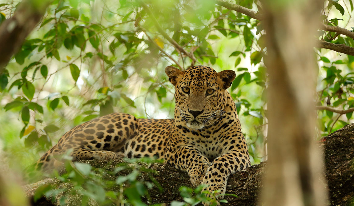 Leopards in Sri Lanka, Mammals in Sri Lanka, Leopards in Sri Lanka Yala, best time to see leopards in yala, Sri Lankan Leopards, Sri lankan leopard population