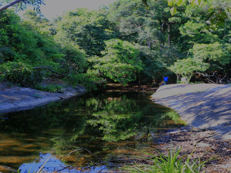 Kaludiya Pokuna Forest Travel Guide - Kalu Diya Pokuna Natural Black Water Pond - Visit Kaludiya Pokuna on your trip to Dambulla - Dambulla Kaludiya Pokuna - Kaludiya Pokuna Forest Sri Lanka - Birding at Kaludiya Pokuna - Kaludiya Pokuna Forest - Pond, State Park