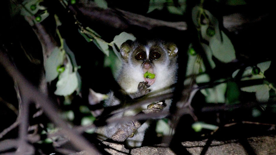 Sri Lankan Grey Slender Loris, Grey Slender Loris, The Grey Slender Loris of Sri Lanka, The Grey Slender Loris of Sri Lanka, slender loris sri lanka