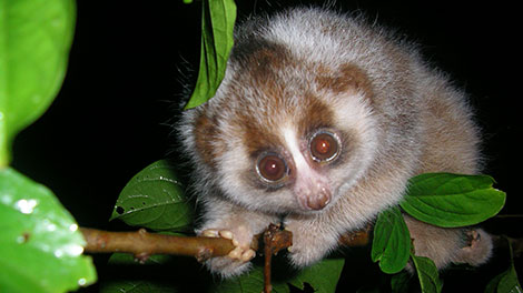 Sri Lankan Grey Slender Loris, Grey Slender Loris, The Grey Slender Loris of Sri Lanka, The Grey Slender Loris of Sri Lanka, slender loris sri lanka
