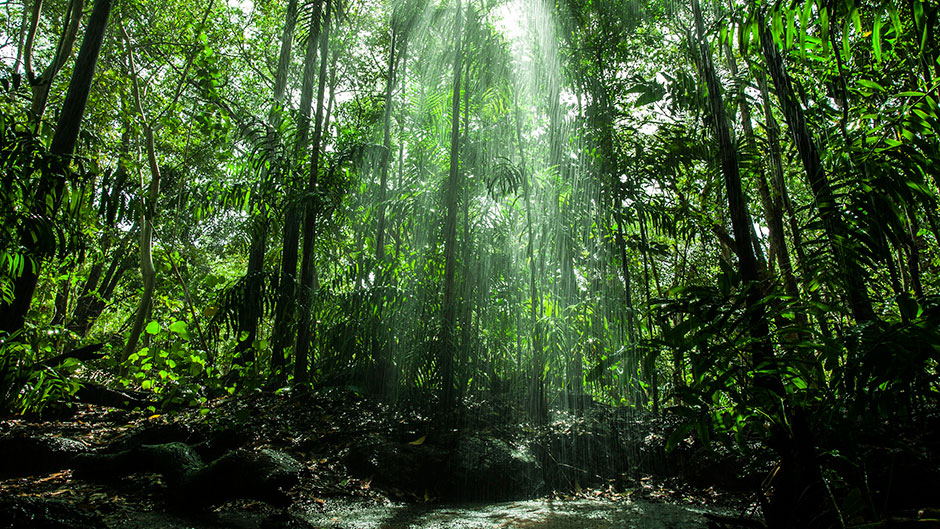 Sinharaja Rain Forest trips - Sinharaja Rain Forest trekking tours - Sinharaja Rain Forest Exploration Tours and trips - Sinharaja Rain Forest exploration tours - Sinharaja Rain Forest - Trekking in sinharaja - Rain forest in Sri Lanka