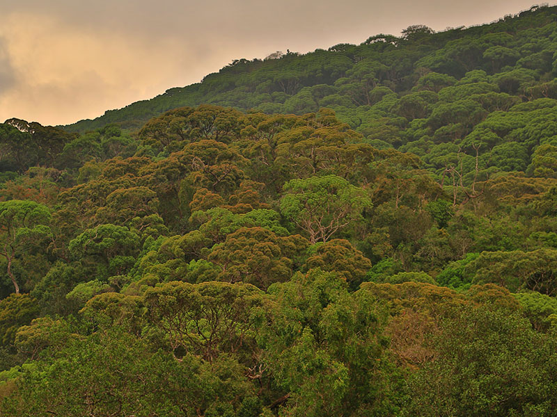 Sinharaja Rain Forest trips - Sinharaja Rain Forest trekking tours - Sinharaja Rain Forest Exploration Tours and trips - Sinharaja Rain Forest exploration tours - Sinharaja Rain Forest - Trekking in sinharaja - Rain forest in Sri Lanka