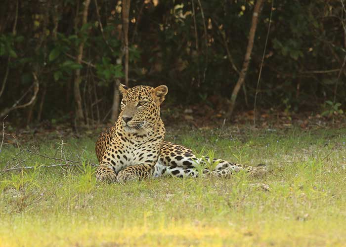 Safari Tours Sri Lanka, Wildlife Tours in Sri Lanka, Sri Lanka Safari Tours, Safari Tour packages in Sri Lanka, Safari Holidays in Sri Lanka, Sri Lanka Wildlife Holidays, Wildlife Holidays Sri Lanka, Sri Lanka safari and wildlife Tours and Holidays in Sri Lanka