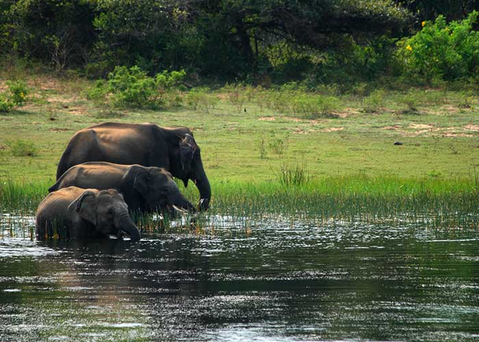 Safari Tours Sri Lanka, Wildlife Tours in Sri Lanka, Sri Lanka Safari Tours, Safari Tour packages in Sri Lanka, Safari Holidays in Sri Lanka, Sri Lanka Wildlife Holidays, Wildlife Holidays Sri Lanka, Sri Lanka safari and wildlife Tours and Holidays in Sri Lanka