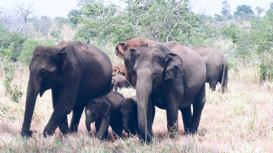 Elephants in Sri Lanka, Elephant Conservation in Sri Lanka, Where is the Best Place to See Elephants in Sri Lanka, Sri Lankan Elephants, Elephant watching destinations in Sri Lanka