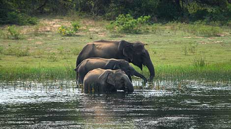 Elephants in Sri Lanka, Elephant Conservation in Sri Lanka, Where is the Best Place to See Elephants in Sri Lanka, Sri Lankan Elephants, Elephant watching destinations in Sri Lanka