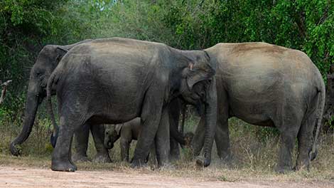 Elephants in Sri Lanka, Elephant Conservation in Sri Lanka, Where is the Best Place to See Elephants in Sri Lanka, Sri Lankan Elephants, Elephant watching destinations in Sri Lanka