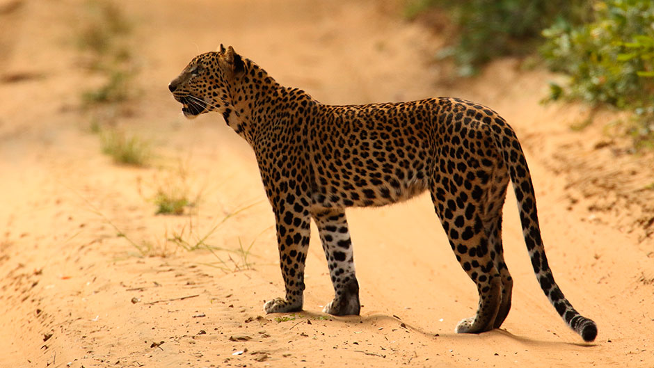 Leopards in Sri Lanka, Mammals in Sri Lanka, Leopards in Sri Lanka Yala, best time to see leopards in yala, Sri Lankan Leopards, Sri lankan leopard population
