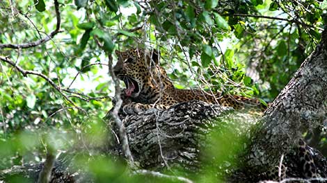 Leopards in Sri Lanka, Mammals in Sri Lanka, Leopards in Sri Lanka Yala, best time to see leopards in yala, Sri Lankan Leopards, Sri lankan leopard population