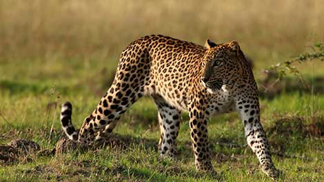 Leopards in Sri Lanka, Mammals in Sri Lanka, Leopards in Sri Lanka Yala, best time to see leopards in yala, Sri Lankan Leopards, Sri lankan leopard population