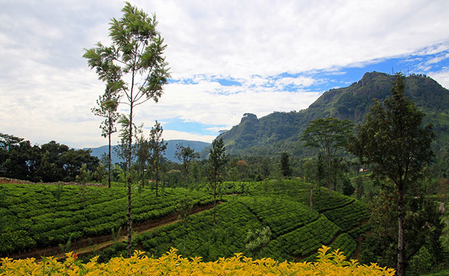 Family Friendly Holidays, Family Trip in Sri lanka, Budget trips in Sri Lanka, family vacations in sri lanka, Sri Lanka family tours, sri lanka holidays for family, Family Holidays, Trips for family, Kids Tours, Family Tours in Sri Lanka, Kids friendly Tours in Sri Lanka